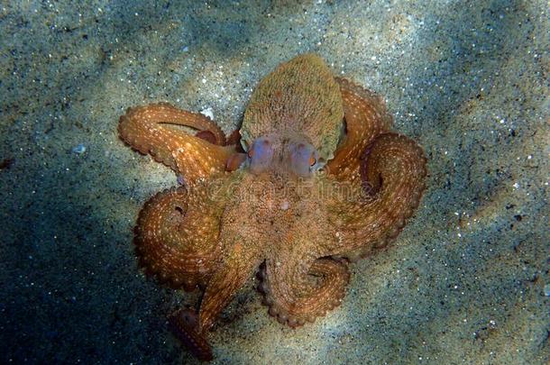 普通的地中海的章鱼-章鱼寻常的