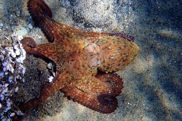 普通的地中海的章鱼-章鱼寻常的