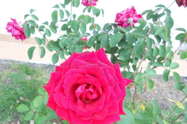 红色的和粉红色的玫瑰和别的花在近处<strong>家居</strong>住区在