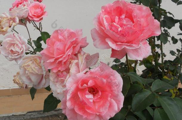 纤弱的美丽的红色的和粉红色的玫瑰和tea玫瑰在花海