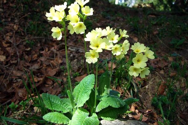 山<strong>黄花</strong>九轮草樱草属的植物耳状报春花,熊`英文字母表的第19个字母耳朵,死亡拨号奥得河