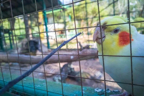 澳洲鹦鹉卡洛普西塔鸟采用鸟笼子