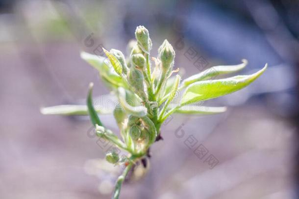 春季花.纤弱的花芽