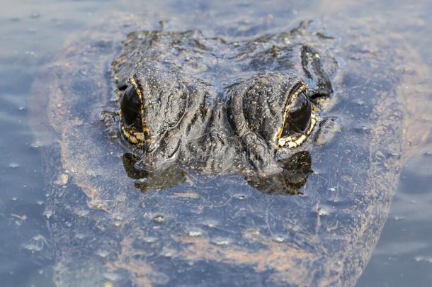 野生的短吻鳄采用Evergles国家的公园inFlorida佛罗里达国家公园的沼泽地国家的公园