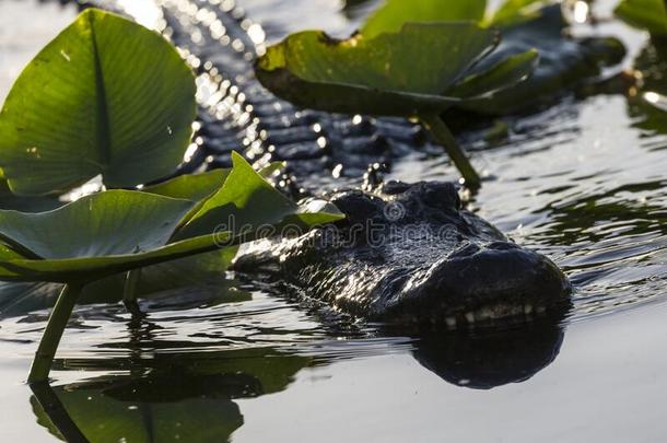 野生的短吻鳄采用Evergles国家的公园inFlorida佛罗里达国家公园的沼泽地国家的公园