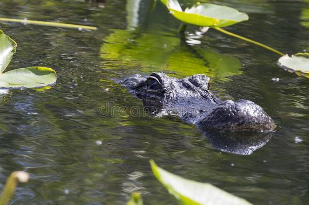 野生的短吻鳄采用Evergles国家的公园inFlorida佛罗里达国家公园的沼泽地国家的公园