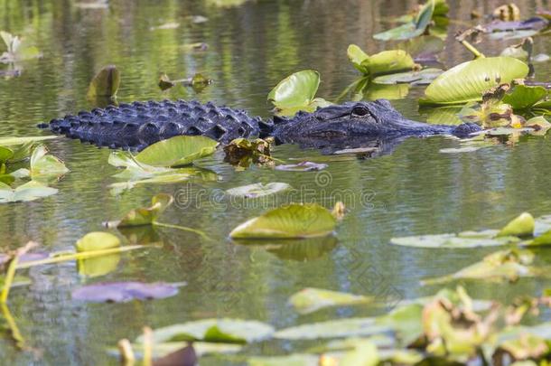 野生的短吻鳄采用Evergles国家的公园inFlorida佛罗里达国家公园的沼泽地国家的公园