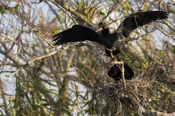 美洲蛇鸟采用Evergles国家的公园in弗罗里达州佛罗里达国家公园的沼泽地国家的公园弗罗里达州