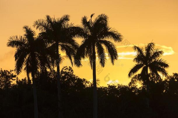 日落采用Evergles国家的公园inFlorida佛罗里达国家公园的沼泽地国家的公园