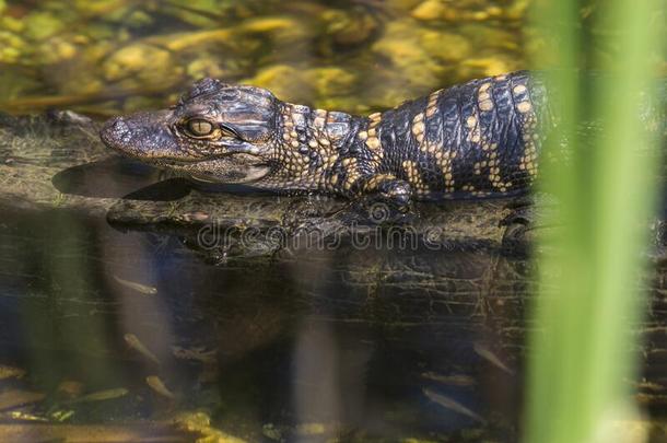 婴儿短吻鳄采用Evergles国家的公园inFlorida佛罗里达国家公园的沼泽地国家的公园