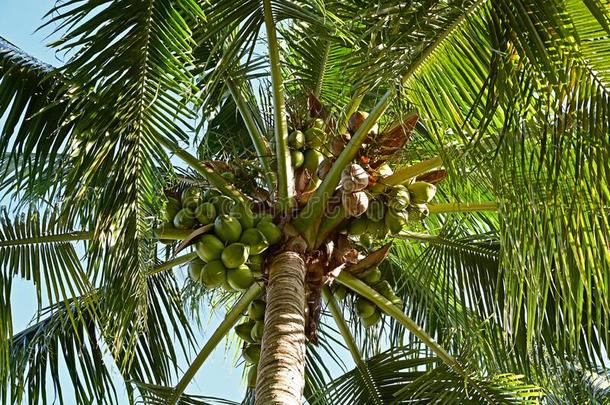 椰子树-椰子努西法-轴承大大地数字关于椰子
