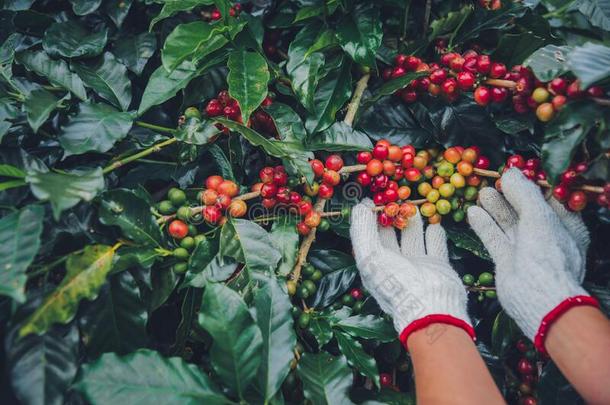 <strong>咖啡豆</strong>树和<strong>咖啡豆</strong>豆向<strong>咖啡豆</strong>plantati向,怎样向收获
