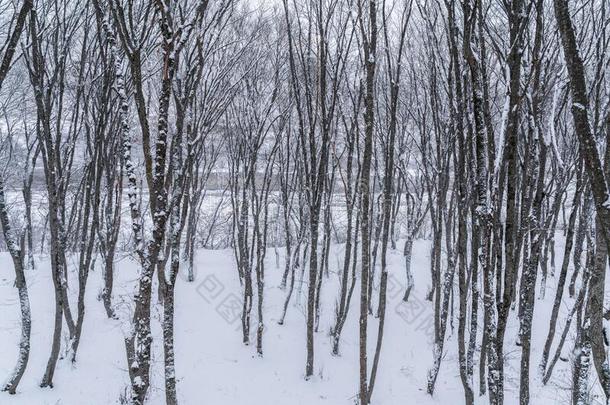 冬山森林,雪大量的光秃秃的树