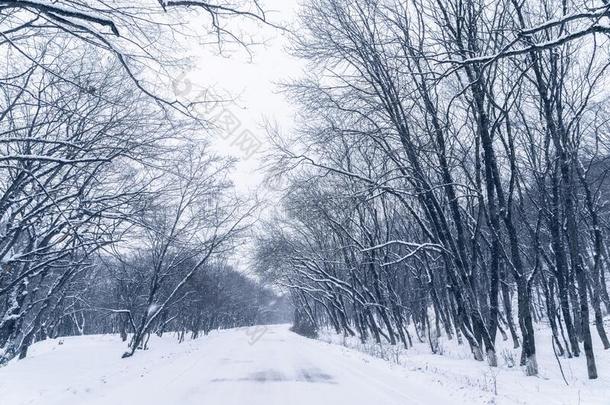 路在之间指已提到的人树采用一下雪的森林