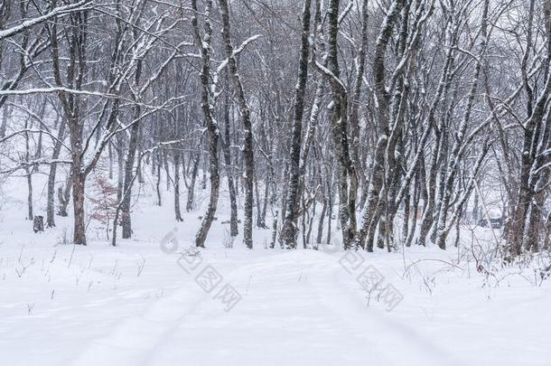 冬山森林,雪大量的光秃秃的树