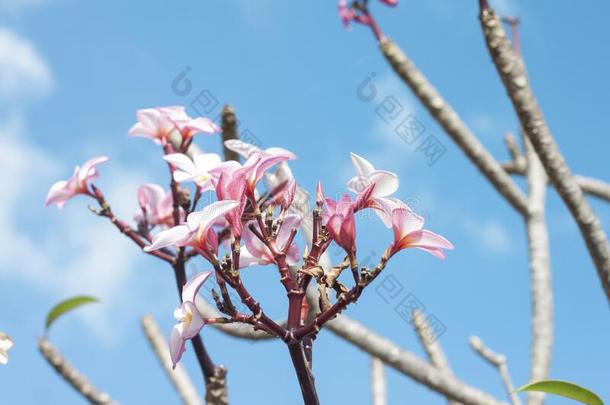 粉红色的和白色的梅<strong>花</strong>,鸡<strong>蛋花</strong>或庙树向蓝色天英语字母表的第2个字母