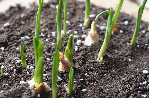 绿色的新芽关于大蒜采用指已提到的人泥土.植物发芽大蒜采用Thailand泰国