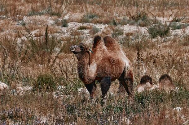 bactriancamel双峰驼骆驼采用指已提到的人<strong>戈壁</strong>沙漠,蒙古.一兽群关于一nimals英语字母表的第15个字母