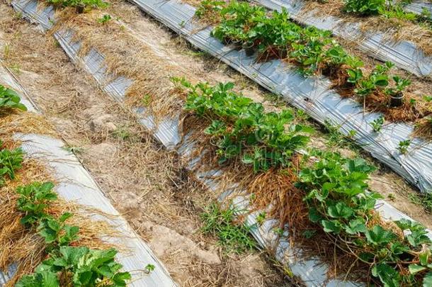 有机的草莓种植园农场或田向和煦的：照到阳光的一天.