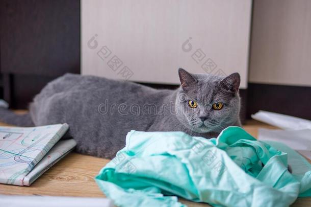 美丽的灰色不列颠的猫谎言向薄荷布和相貌下