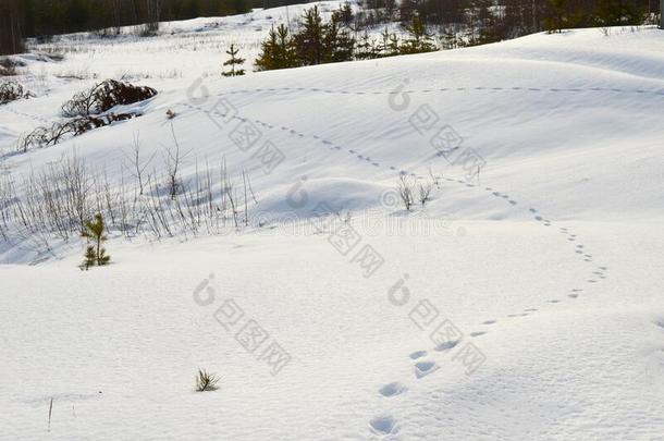 冬,雪,森林,树,金,自然,树s,白色的,<strong>园林景观</strong>