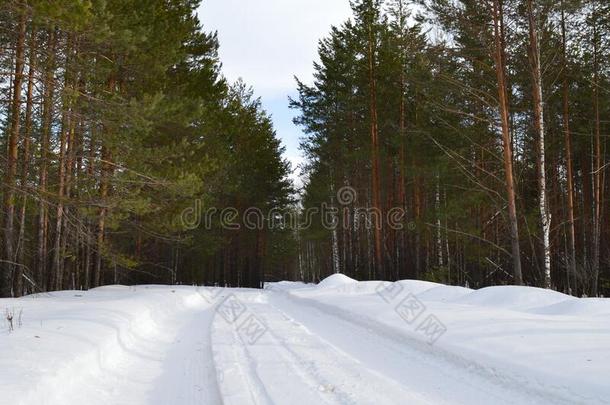 冬,雪,森林,树,金,自然,树s,白色的,<strong>园林景观</strong>