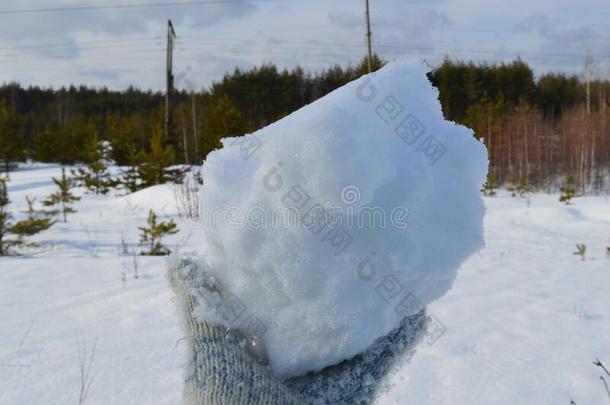 冬,雪,森林,树,金,自然,树s,白色的,<strong>园林景观</strong>