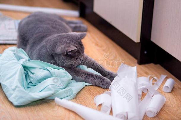 美丽的灰色猫演奏和纸向指已提到的人地面,紧接在后的向裁缝