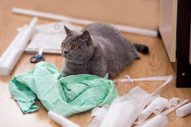 一美丽的灰色猫谎言经过薄荷织物,追踪纸,尾