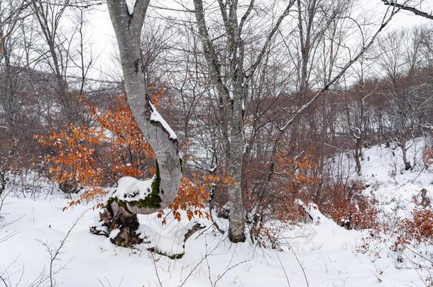 冬山森林,雪大量的光秃秃的树