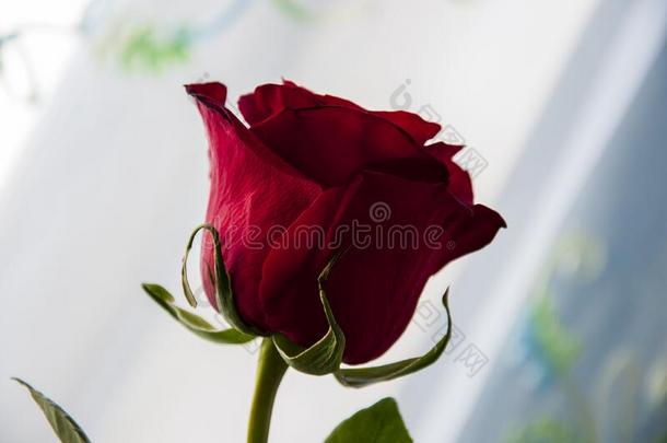 可爱的大的花关于玫瑰关于葡萄酒的红色的颜色和它的阴影关于