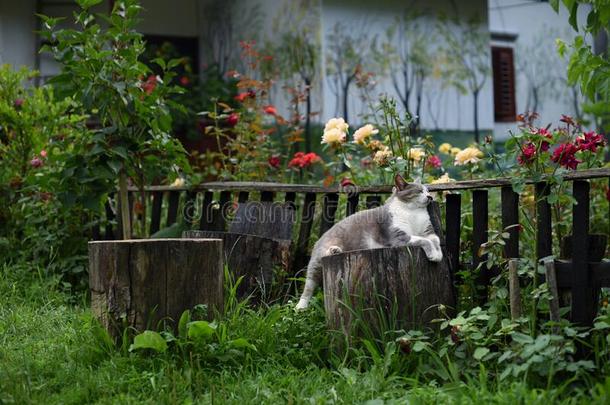 猫令人轻松的采用一g一rden满的关于花