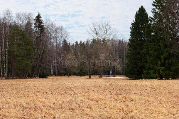 树采用指已提到的人中部关于指已提到的人田风景