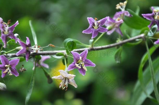 开花枸杞属枸杞