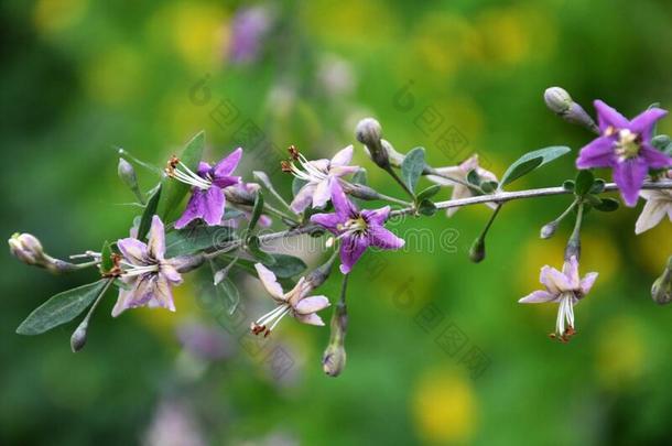 开花枸杞属枸杞