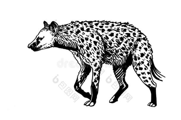 绘成图画似的鬣狗隔离的向白色的背景,矢量illustrati向