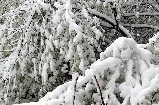晚的重的雪潜<strong>函</strong>病指已提到的人树枝关于树.冬地点.