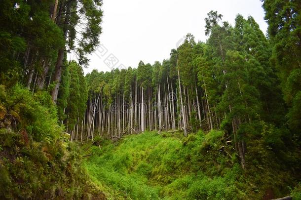 松树森林采用葡萄牙岛,粗纺厚呢,森林