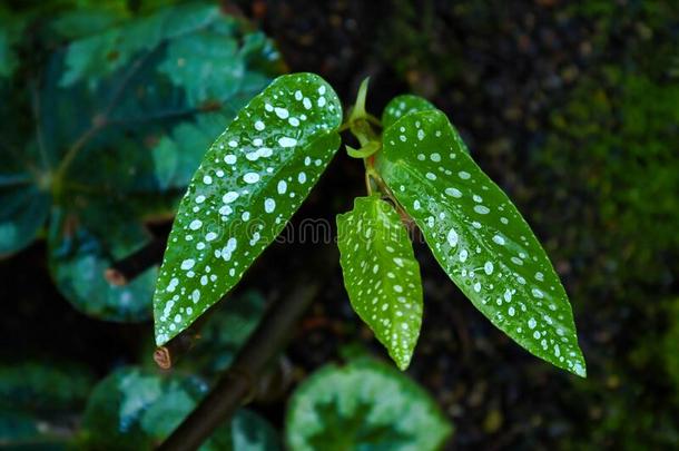 热带的`秋海棠属的植物塔玛亚`植物和长的狭隘的树叶和极少的量