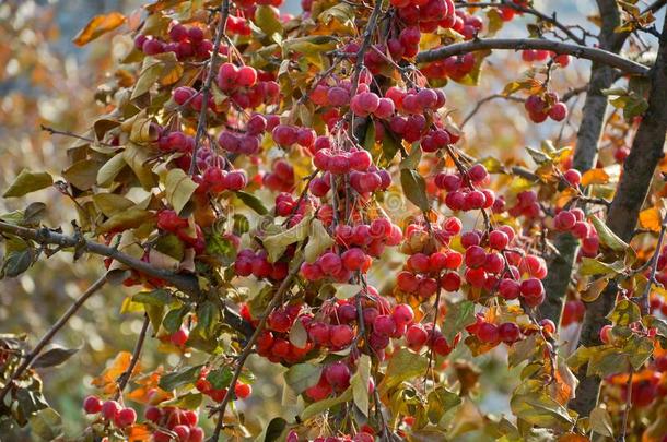 小的红色的成果关于指已提到的人中国人每年落叶的苹果树或帕拉迪斯