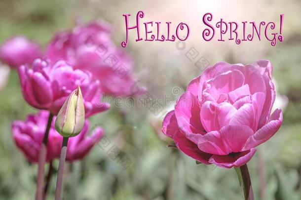 春季背景,盛开的粉红色的郁金香,春季欢迎