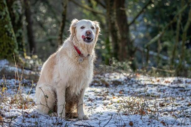宠物金色的寻猎物犬狗采用雪w采用ter森林