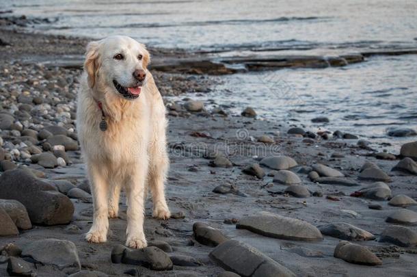 幸福的金色的寻猎物犬向多岩石的海滩演奏