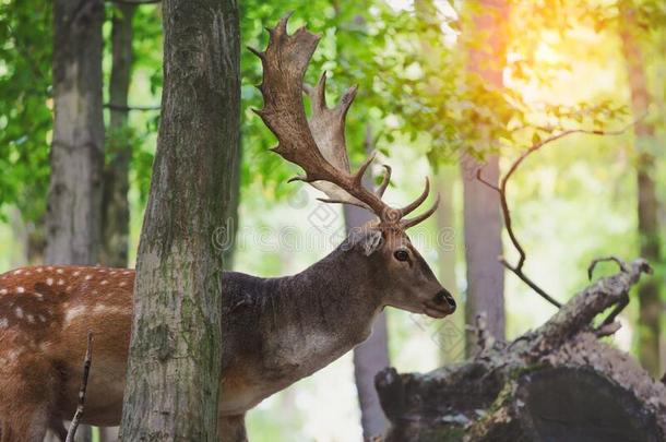 红色的德尔斯,成年牡鹿步行采用和煦的：照到阳光的morn采用g森林,关在上面