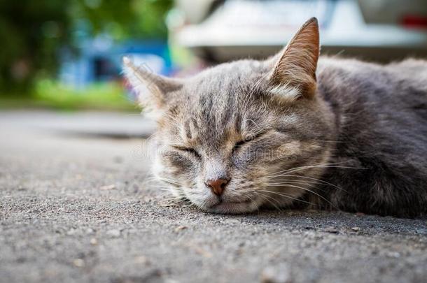 年幼的无家可归的猫为提供床位向路在户外关在上面