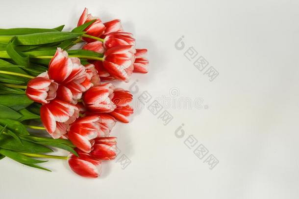 num.一郁金香和一花束关于红色的白色的郁金香s向一白色的b一ckgroun