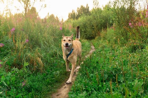 和平的幸福的狗步行向跟踪在田