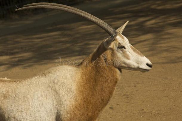 弯刀羚羊,弯刀-有角的羚羊,撒哈拉沙漠羚羊羚羊达玛.