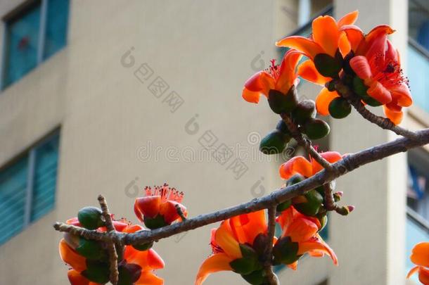 春季是（be的三单形式<strong>即将到来</strong>的,和指已提到的人木棉花树aux.用以构成完成式及完成式的不定式美丽的花