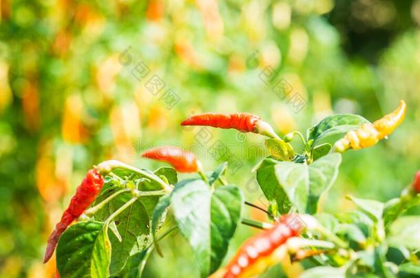 新鲜的红辣椒向植物